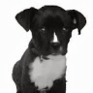 Meet your Posher, Betty